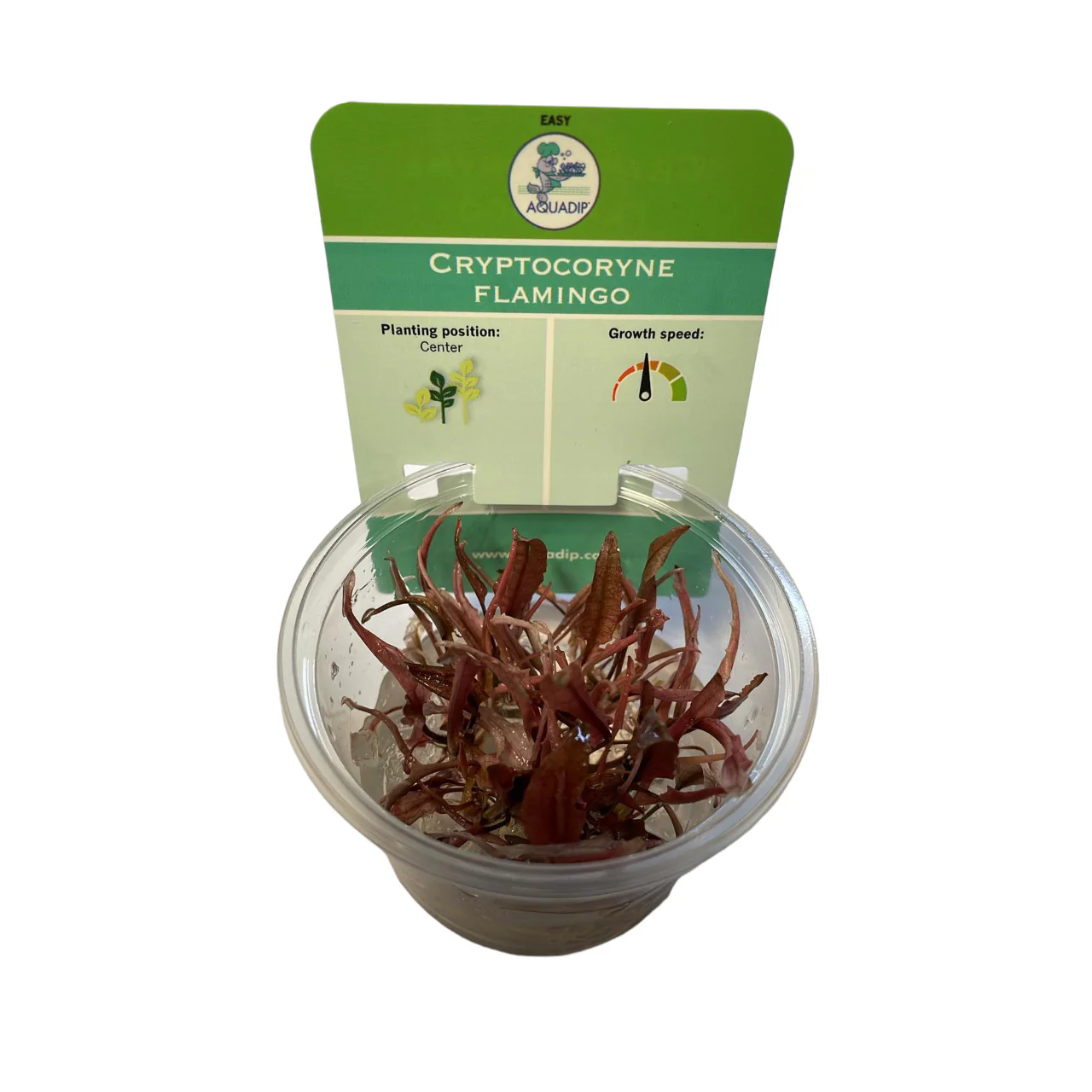 Aquadip Cryptocoryne Flamingo In-Vitro - Image 2