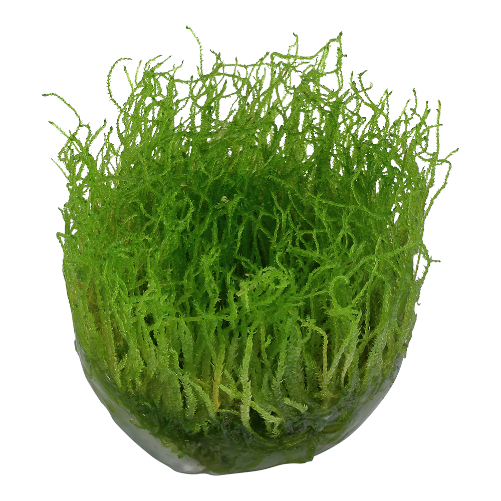Aquadip Vesicularia dubyana Java Moss In-Vitro