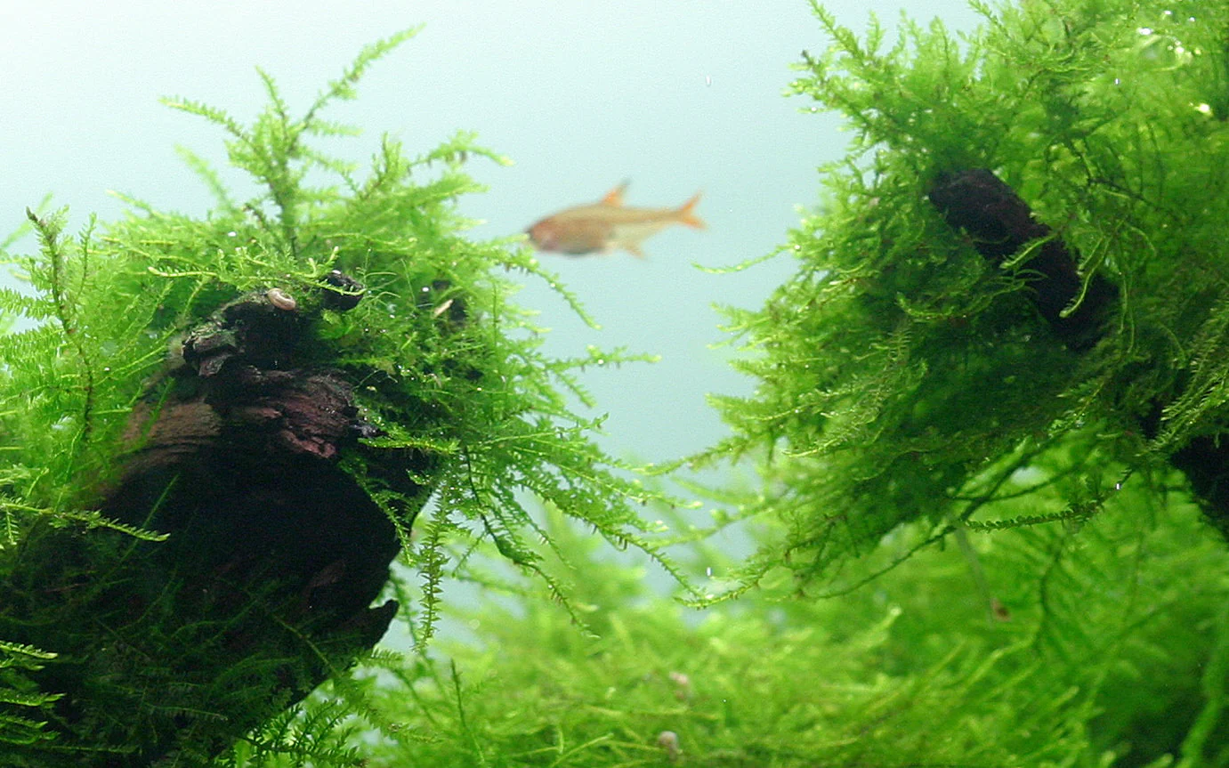 Aquadip Vesicularia dubyana Java Moss In-Vitro - Image 2