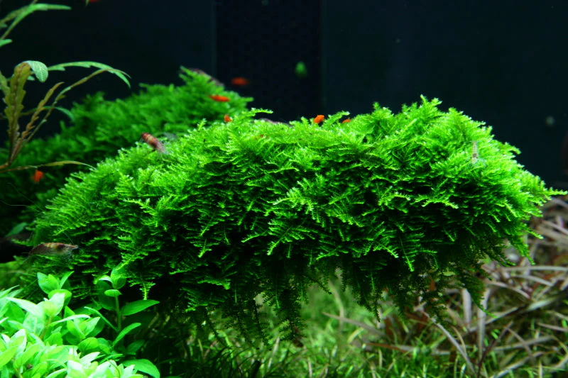 Aquadip Vesicularia montagnei Christmas Moss In-Vitro - Image 3