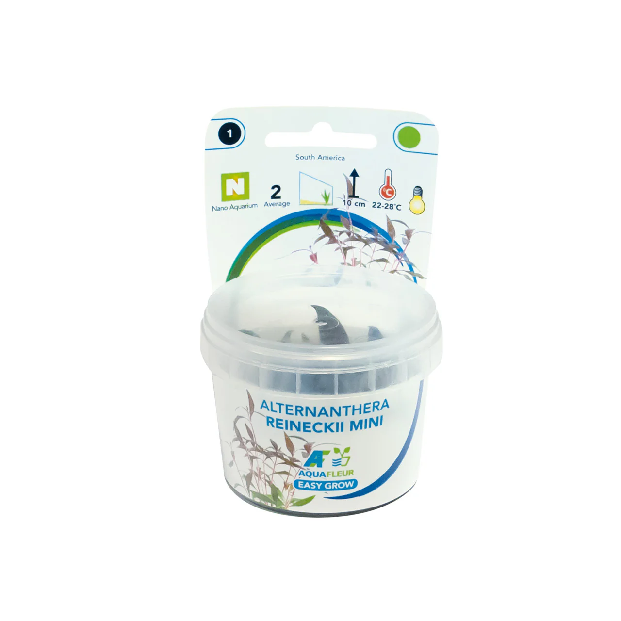 Aquafleur Alternanthera reineckii Easy Grow
