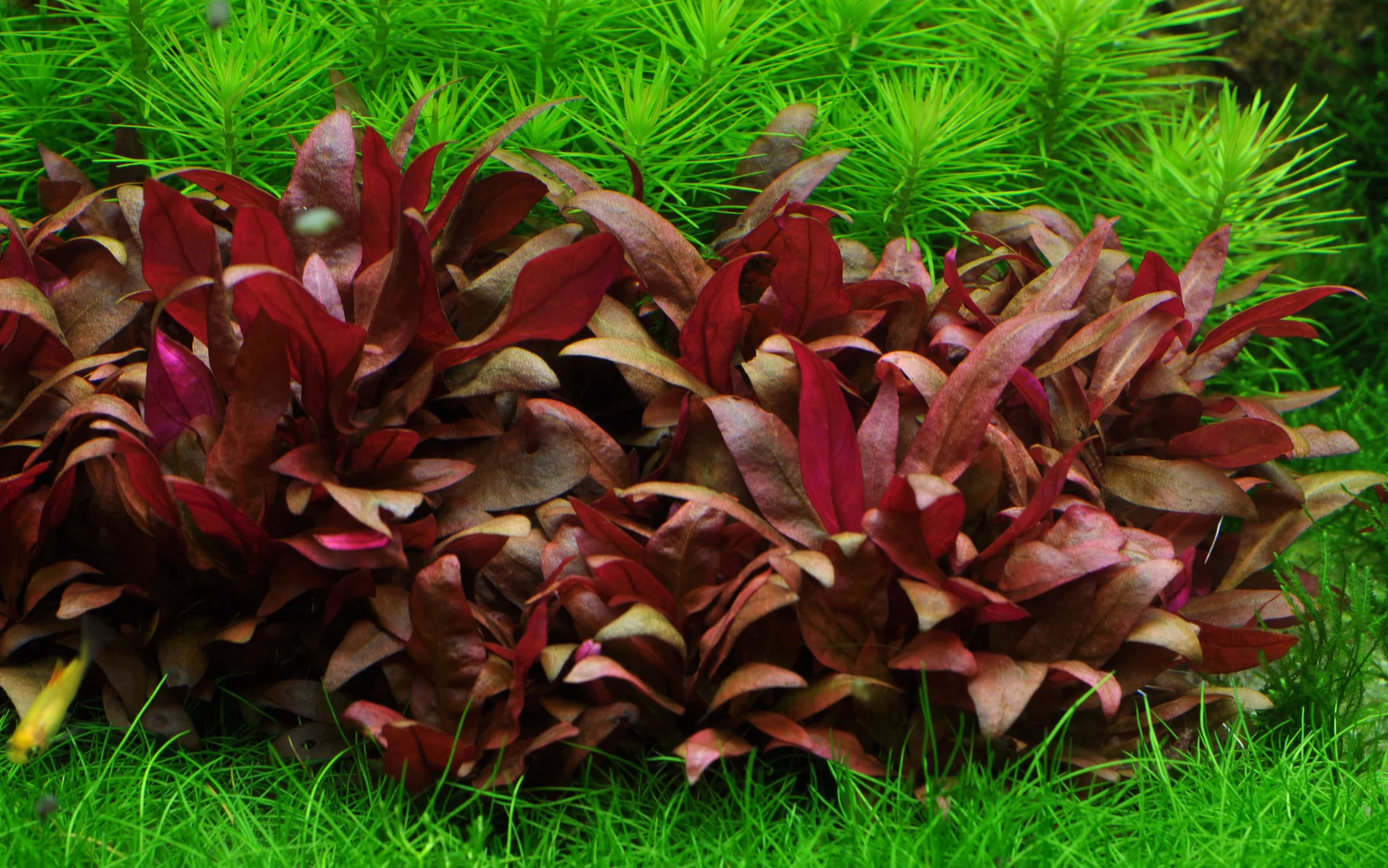 Aquafleur Alternanthera reineckii Easy Grow - Image 4
