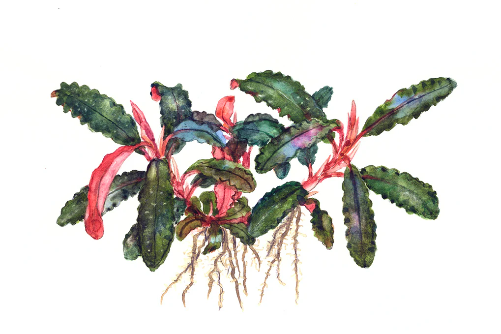 Dennerle Bucephalandra Kedagang Plant-It - Image 4