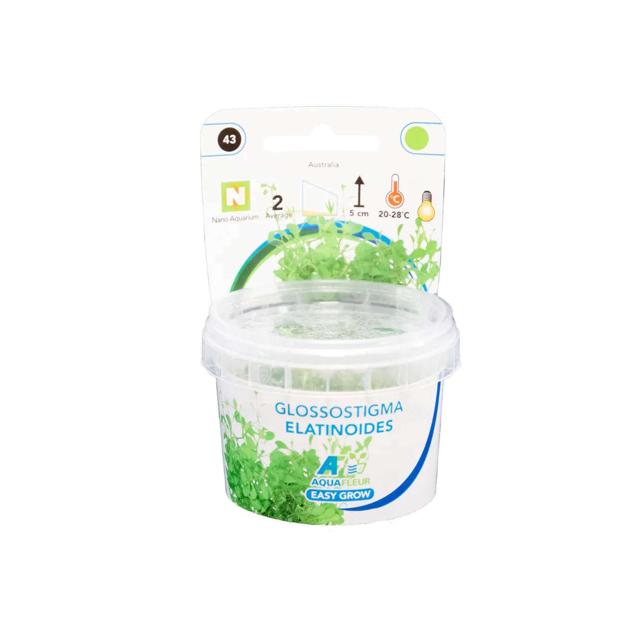 Aquafleur Glossostigma elatinoides Easy Grow