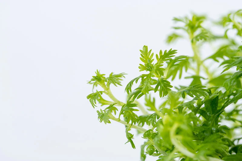 Aquafleur Hottonia palustris Easy Grow - Image 4