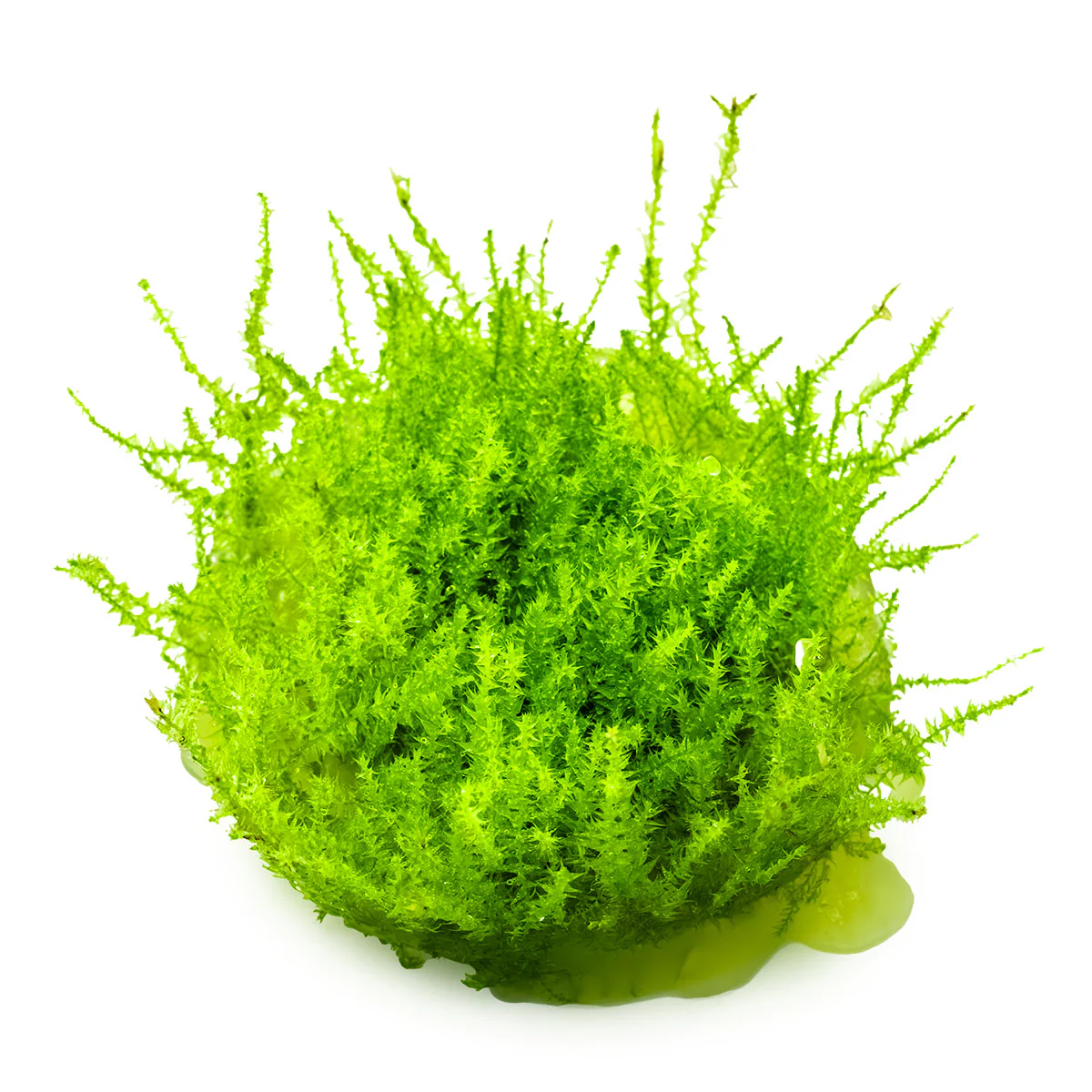 Aquafleur Leptodictyum riparium Moss Easy Grow - Image 2
