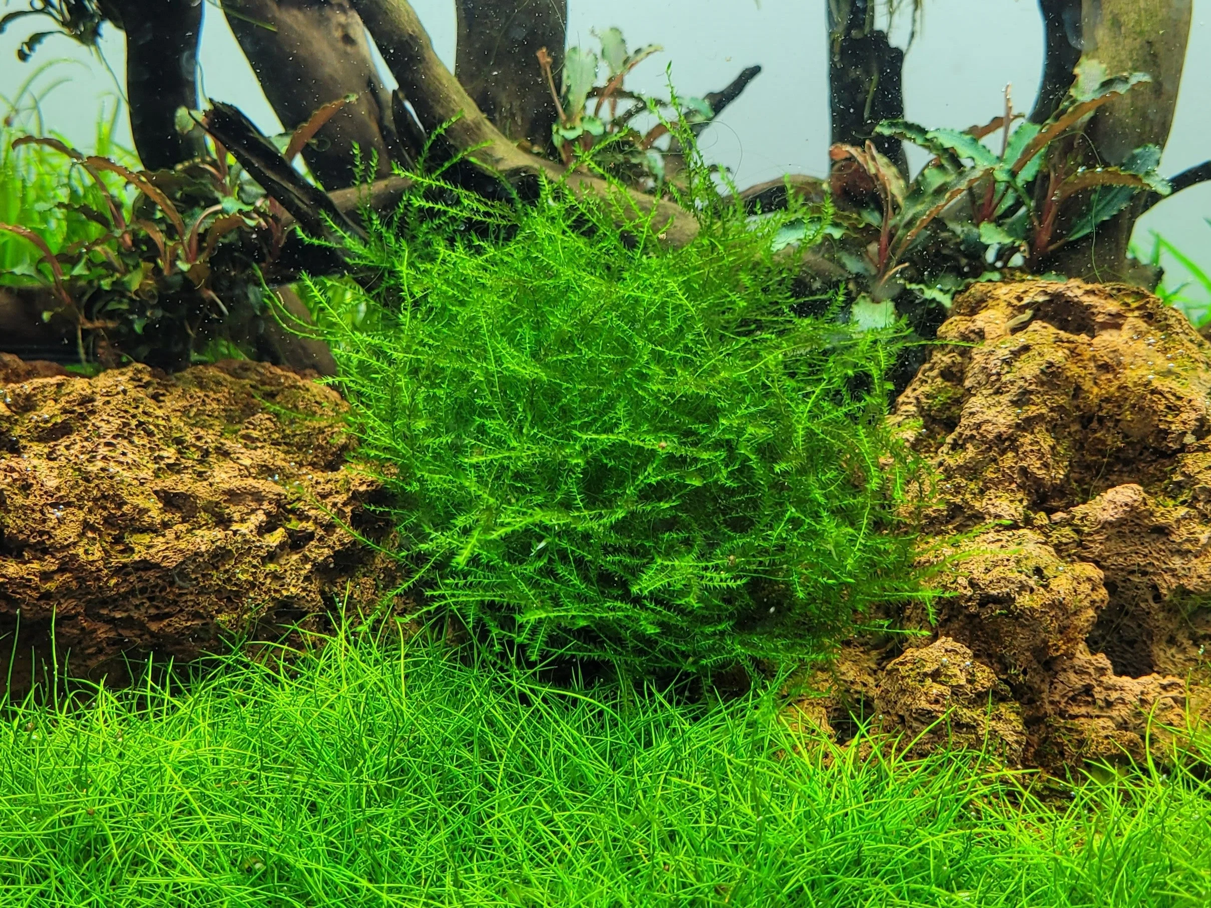 Aquafleur Leptodictyum riparium Moss Easy Grow - Image 3