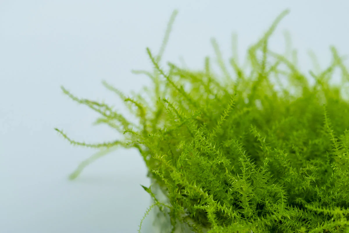 Aquafleur Leptodictyum riparium Moss Easy Grow - Image 4