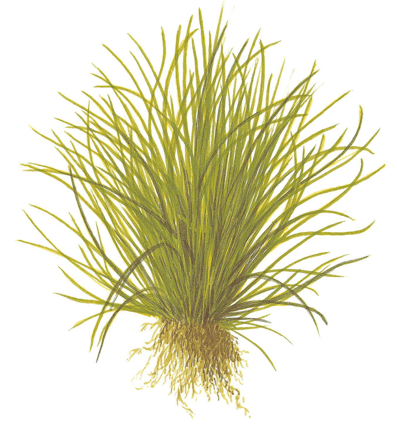 Aquafleur Lilaeopsis mauritiana Easy Grow - Image 5
