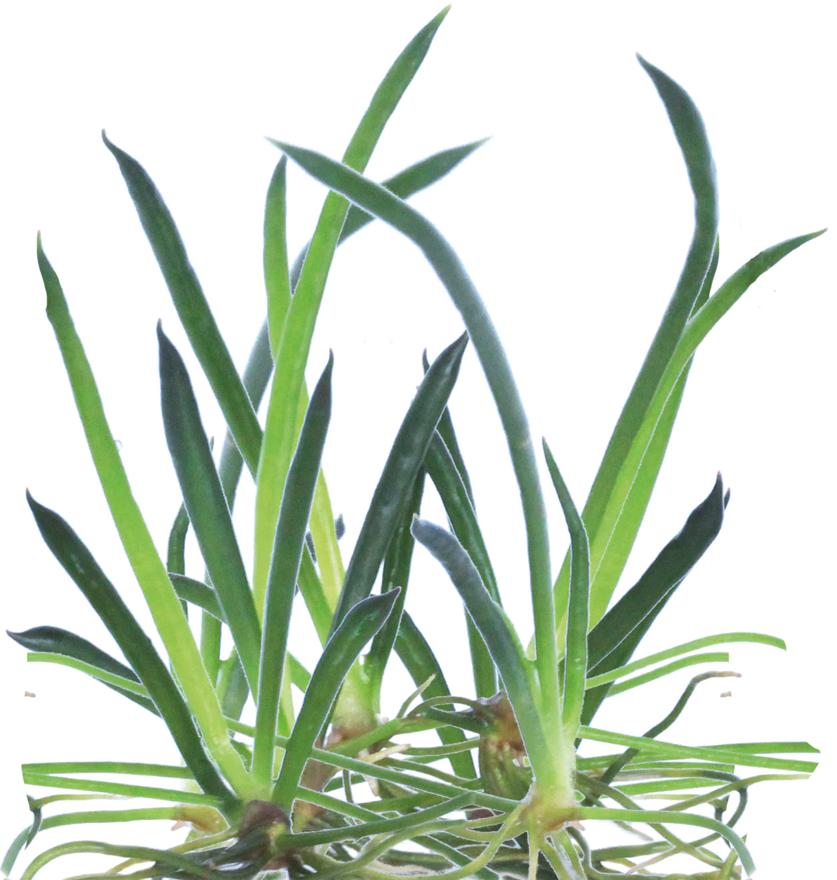 Aquafleur Littorella uniflora Easy Grow - Image 2