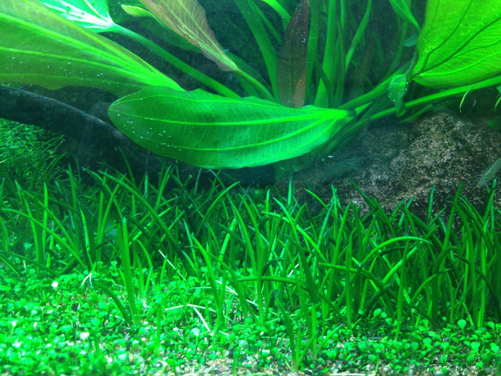 Aquafleur Littorella uniflora Easy Grow - Image 3