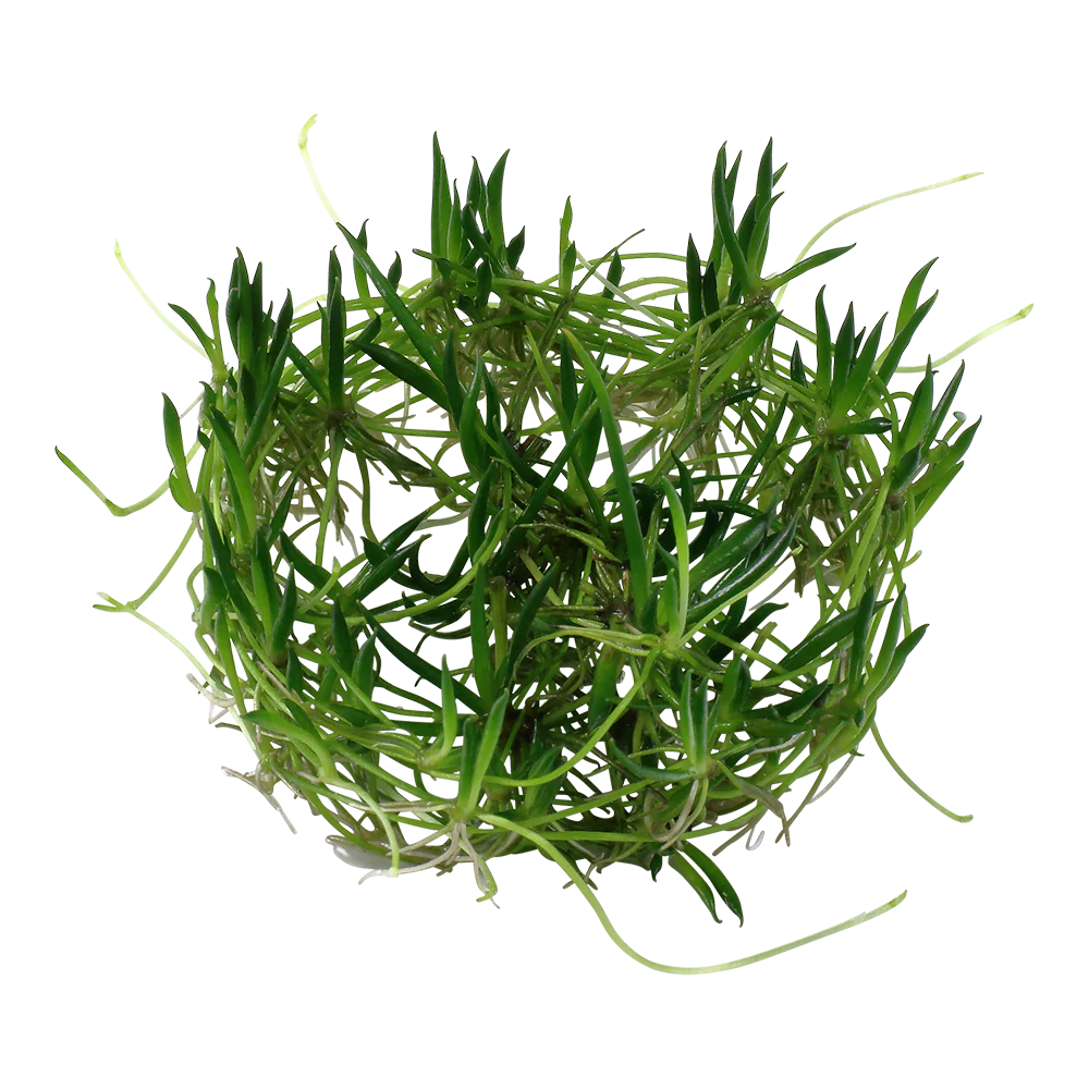 Aquafleur Littorella uniflora Easy Grow - Image 4