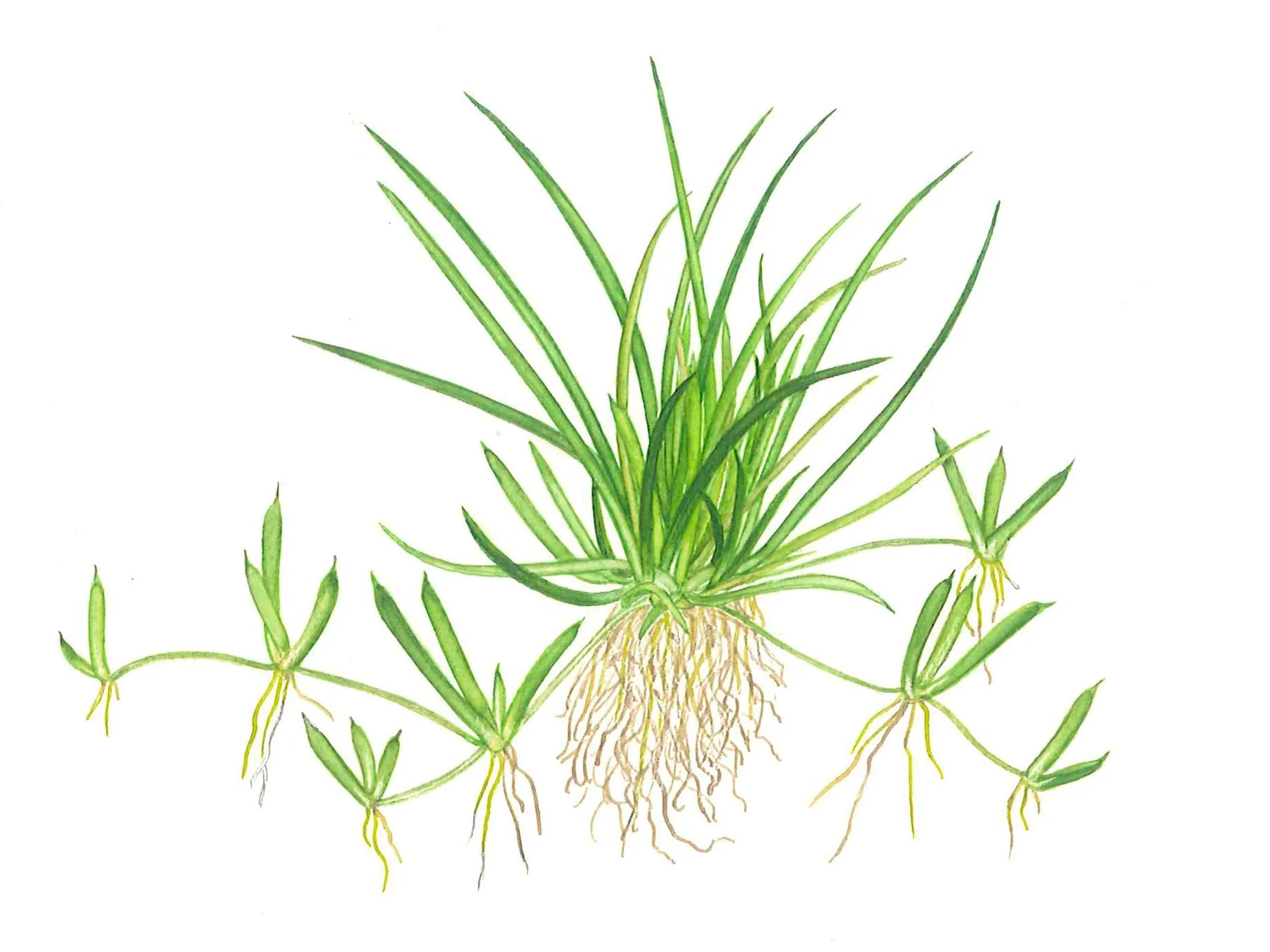 Aquafleur Littorella uniflora Easy Grow - Image 5
