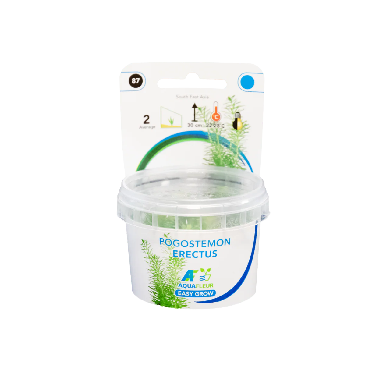 Aquafleur Pogostemon erectus Easy Grow