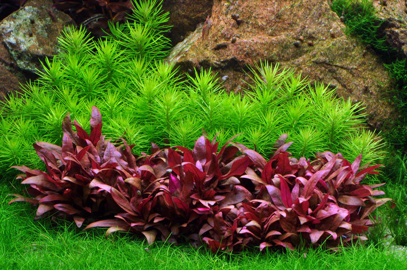 Aquafleur Pogostemon erectus Easy Grow - Image 6