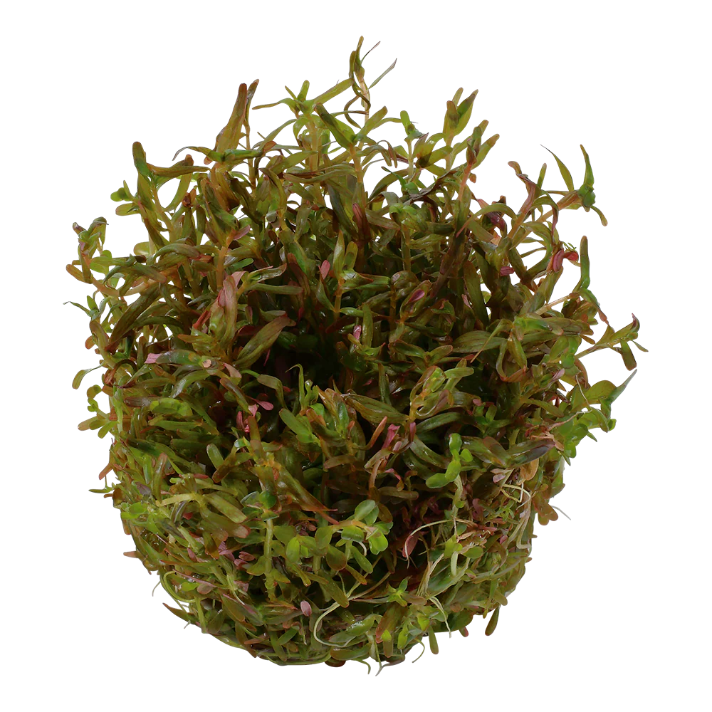 Aquafleur Rotala rotundifolia H'ra Easy Grow - Image 2