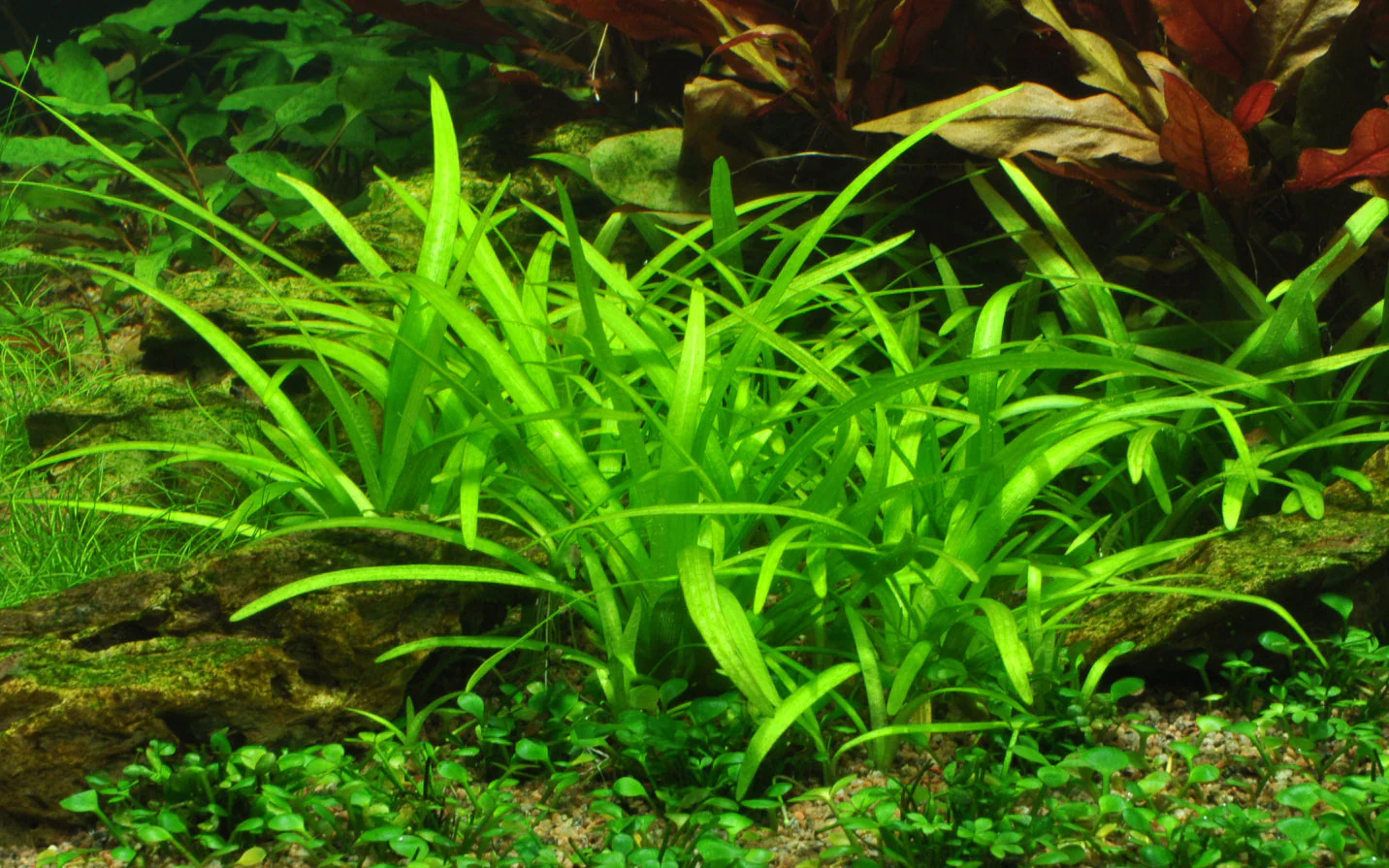 Aquafleur Sagittaria subulata Easy Grow - Image 2