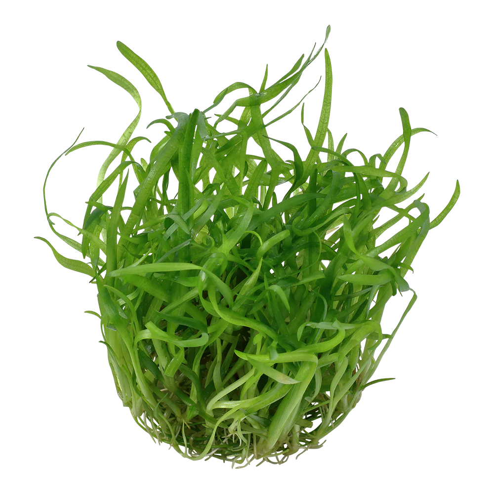 Aquafleur Sagittaria subulata Easy Grow - Image 3
