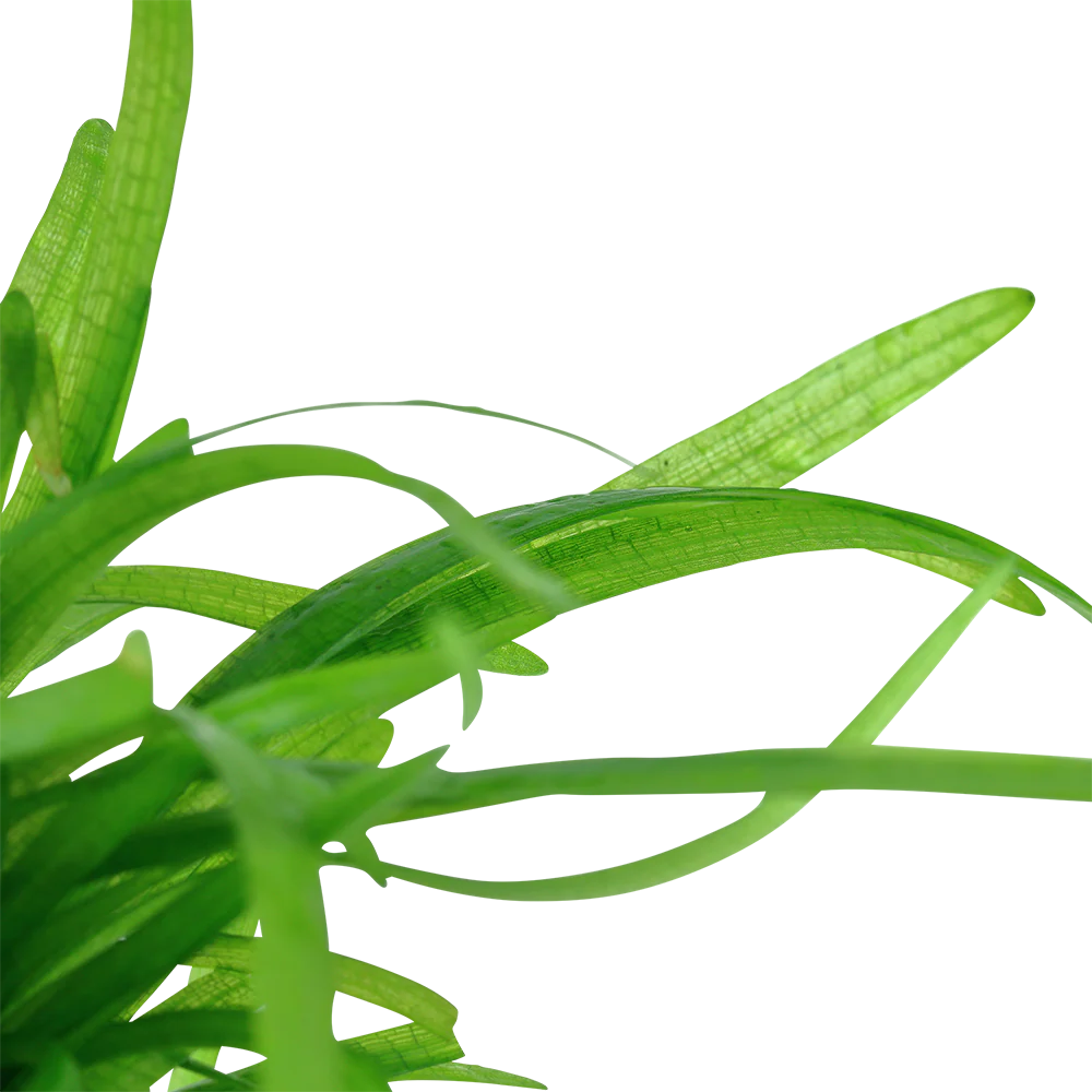 Aquafleur Sagittaria subulata Easy Grow - Image 4