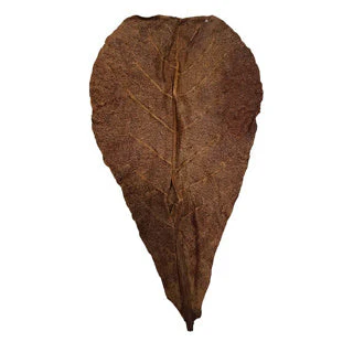Betta Catappa XL Leaves (25 pcs) - Image 2