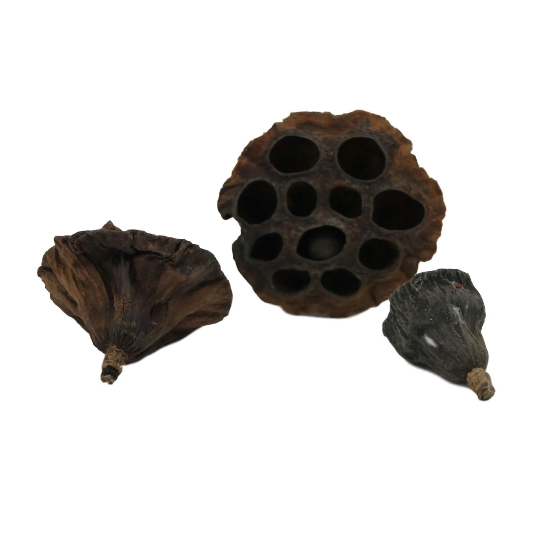 Betta Lotus Pods (x3) - Image 2