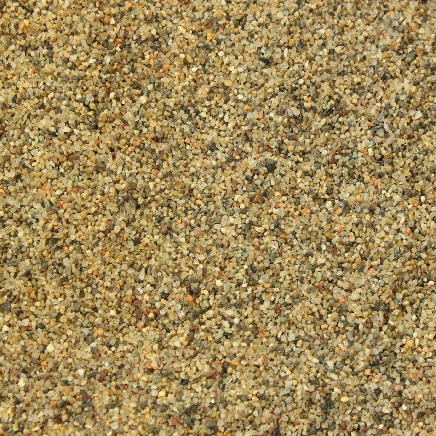 Betta Sahara Sand - Image 4