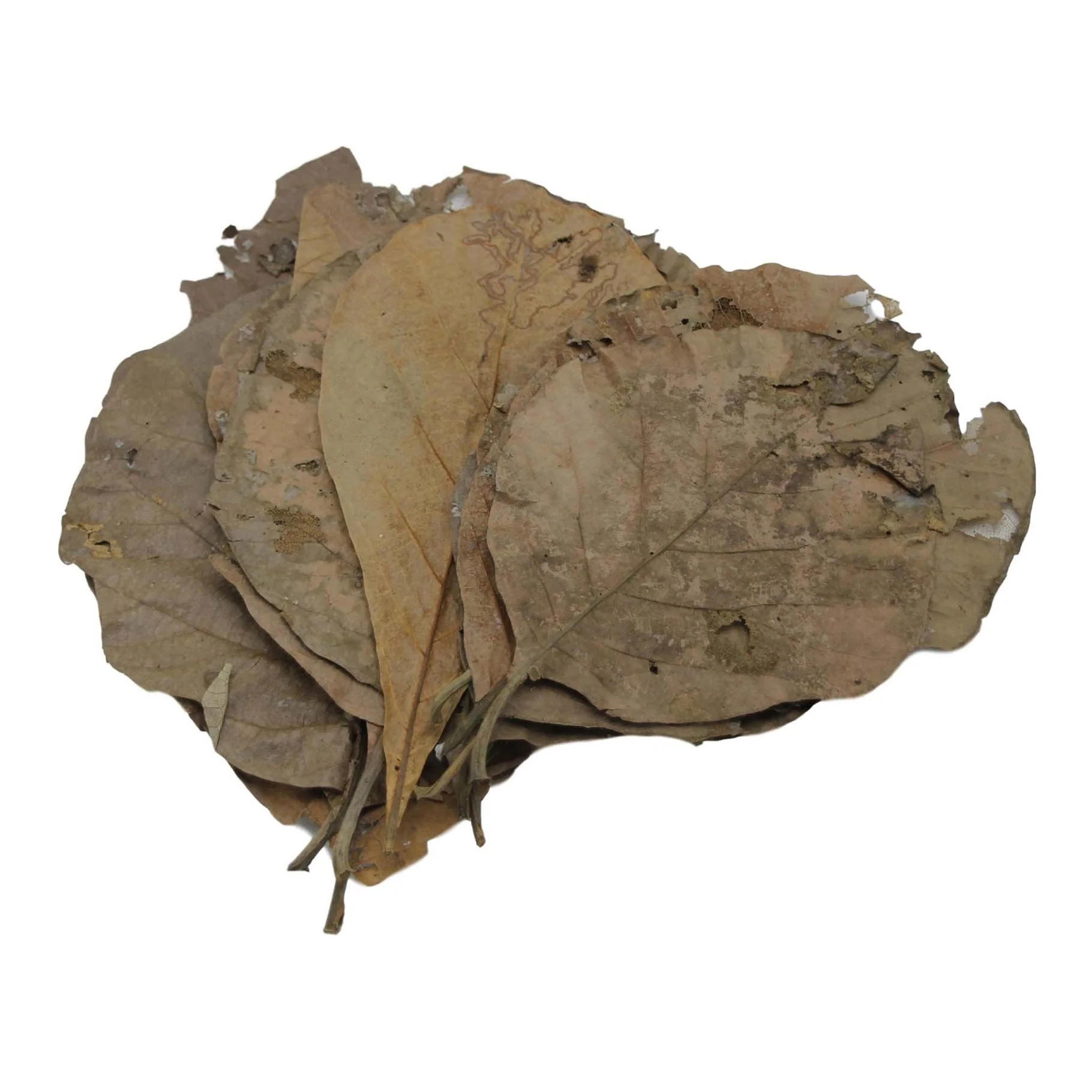 Betta Teak Leaves XL - Image 2