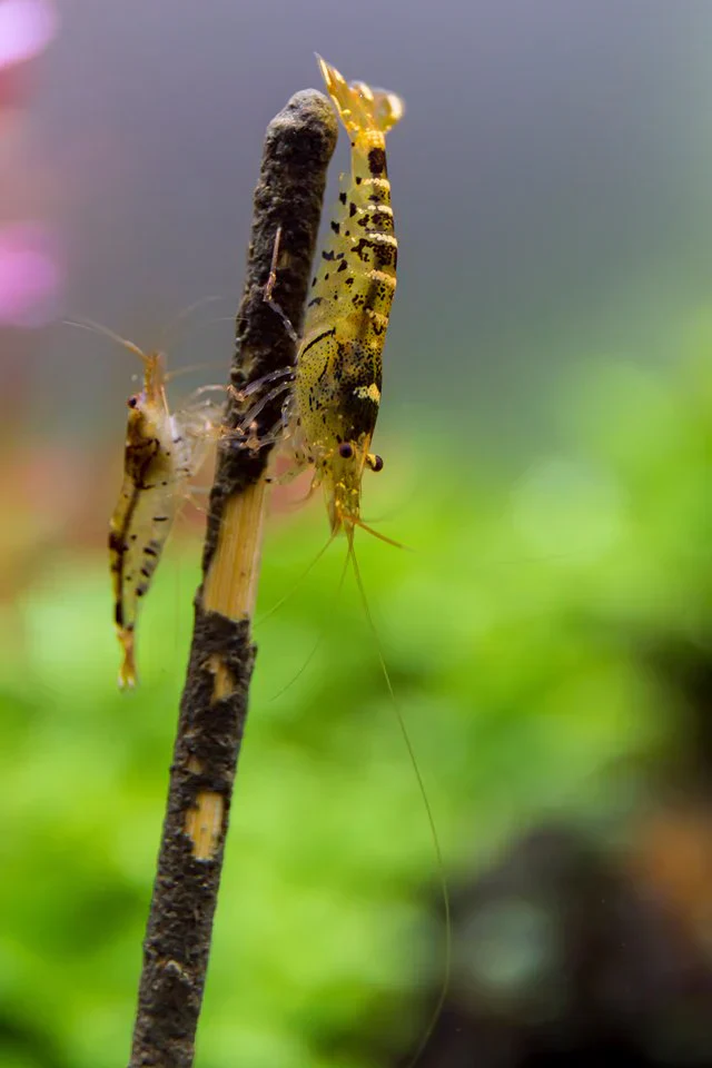 Ceramic Nature Shrimp Stick Lollies - Image 8