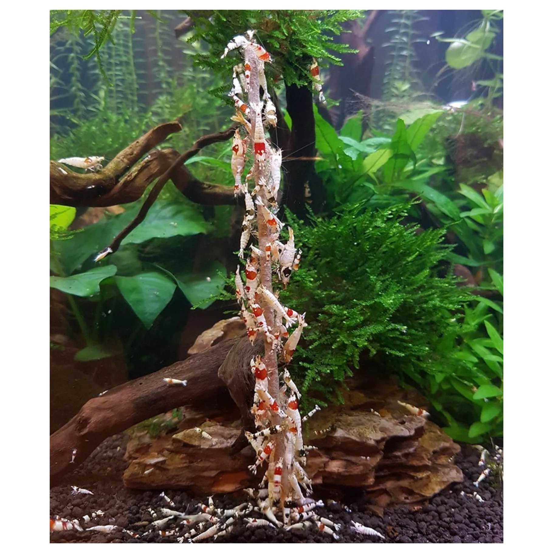 Ceramic Nature Shrimp Stick Lollies - Image 9