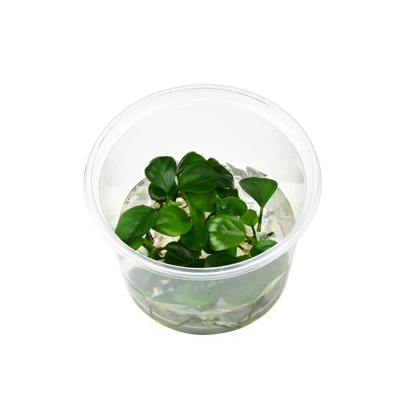 Aquadip Anubias sp. Nangi In-Vitro - Image 2