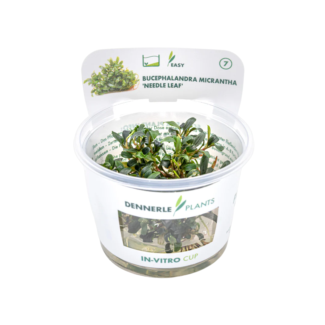 Dennerle Bucephalandra Micrantha Needle Leaf Plant-It