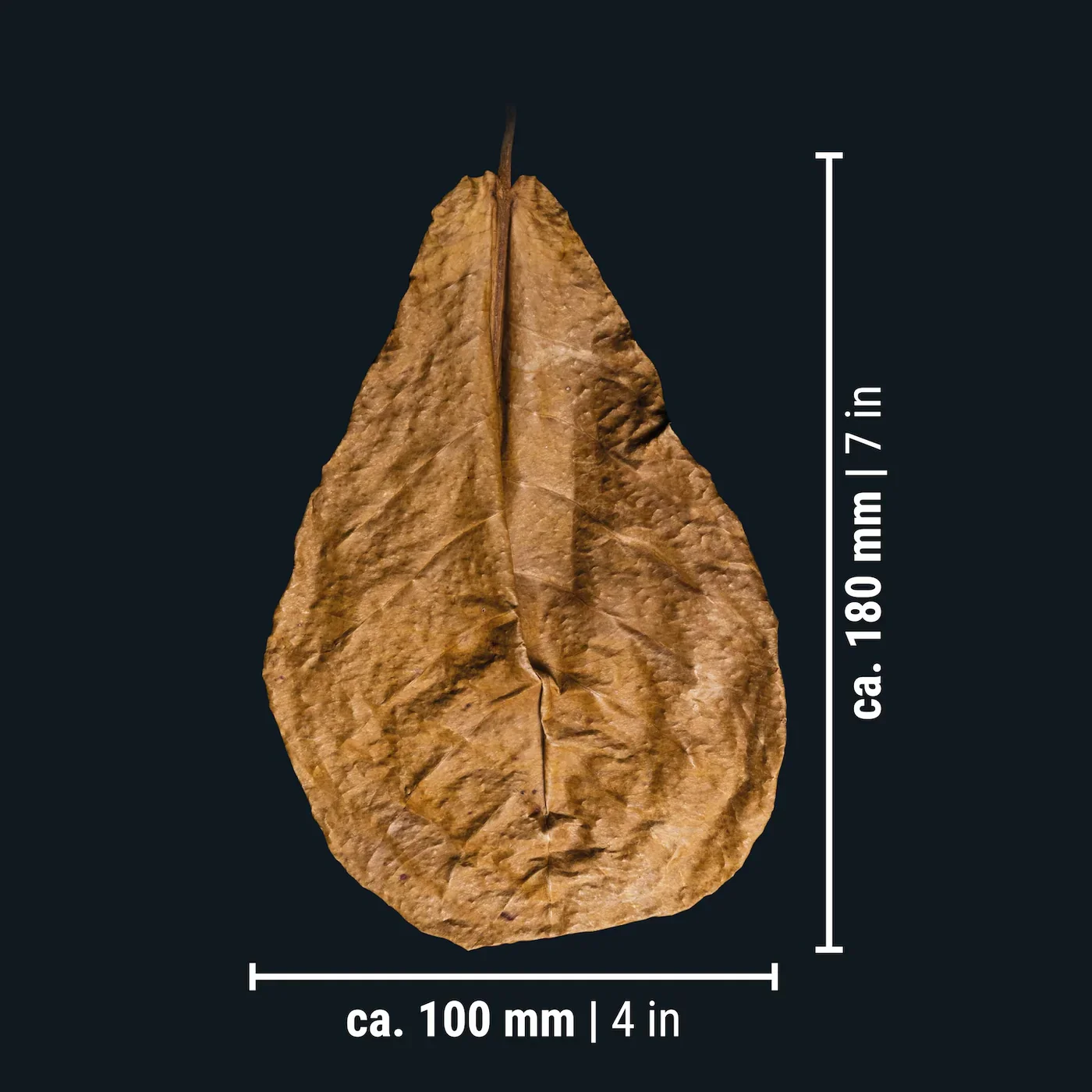 Dennerle Catappa Leaves - Image 2