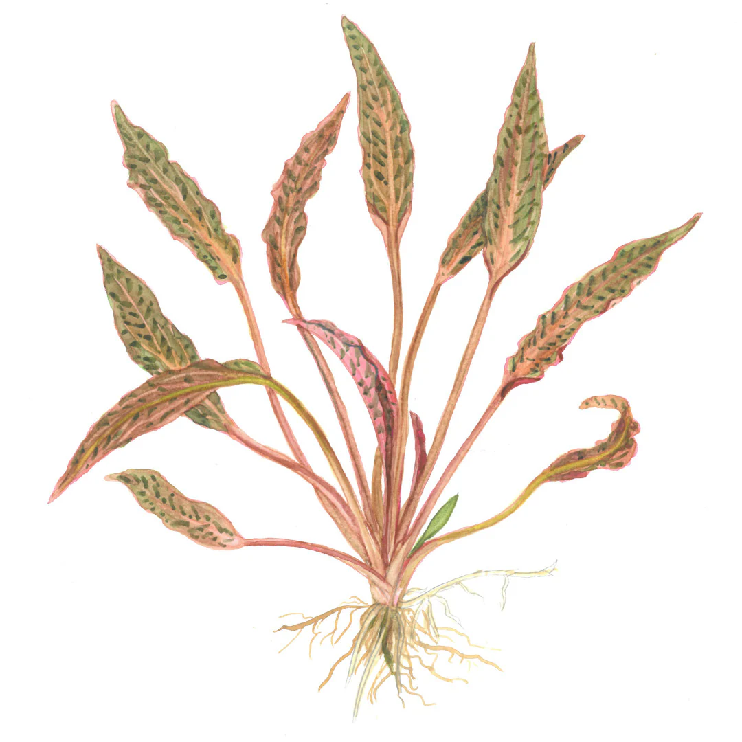 Dennerle Cryptocoryne nurii Plant-It - Image 2