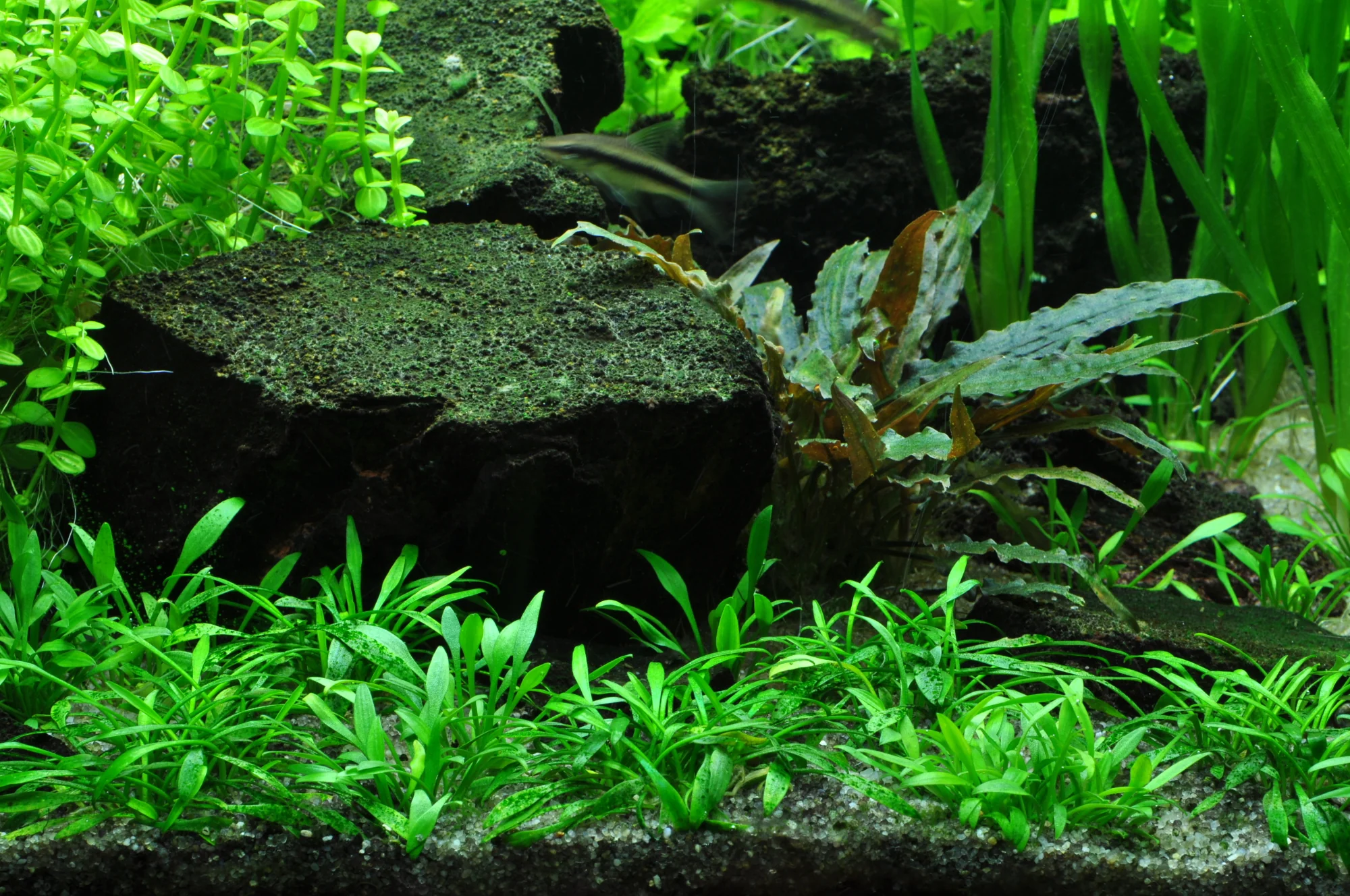 Dennerle Cryptocoryne parva Plant-It - Image 2
