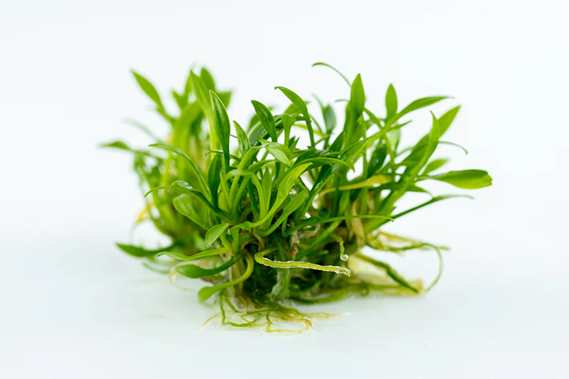 Dennerle Cryptocoryne parva Plant-It - Image 5