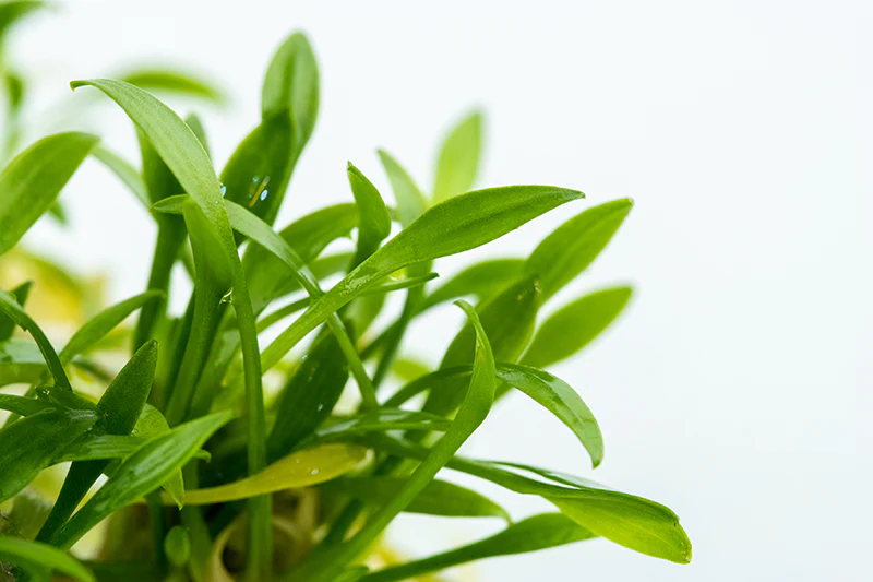 Dennerle Cryptocoryne parva Plant-It - Image 6