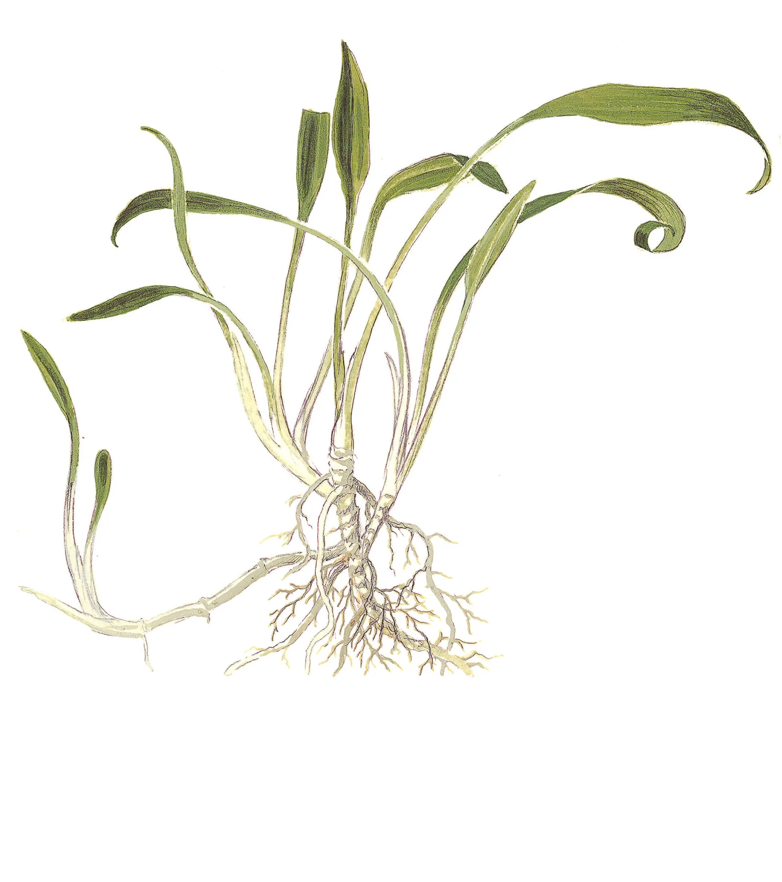 Dennerle Cryptocoryne parva Plant-It - Image 7