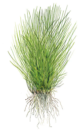 Dennerle Eleocharis acicularis Plant-It - Image 4