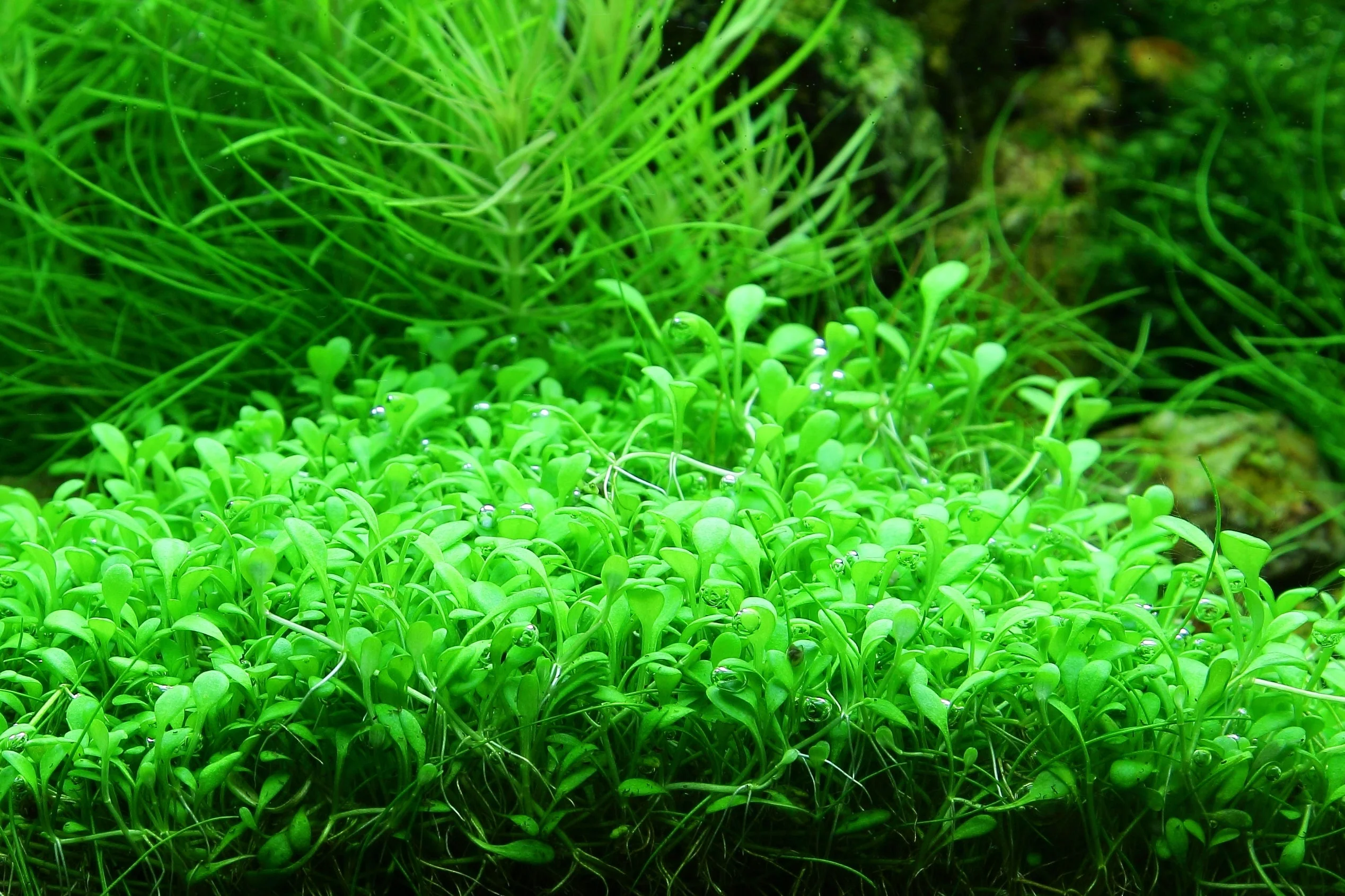 Dennerle Glossostigma elatinoides Plant-It - Image 2
