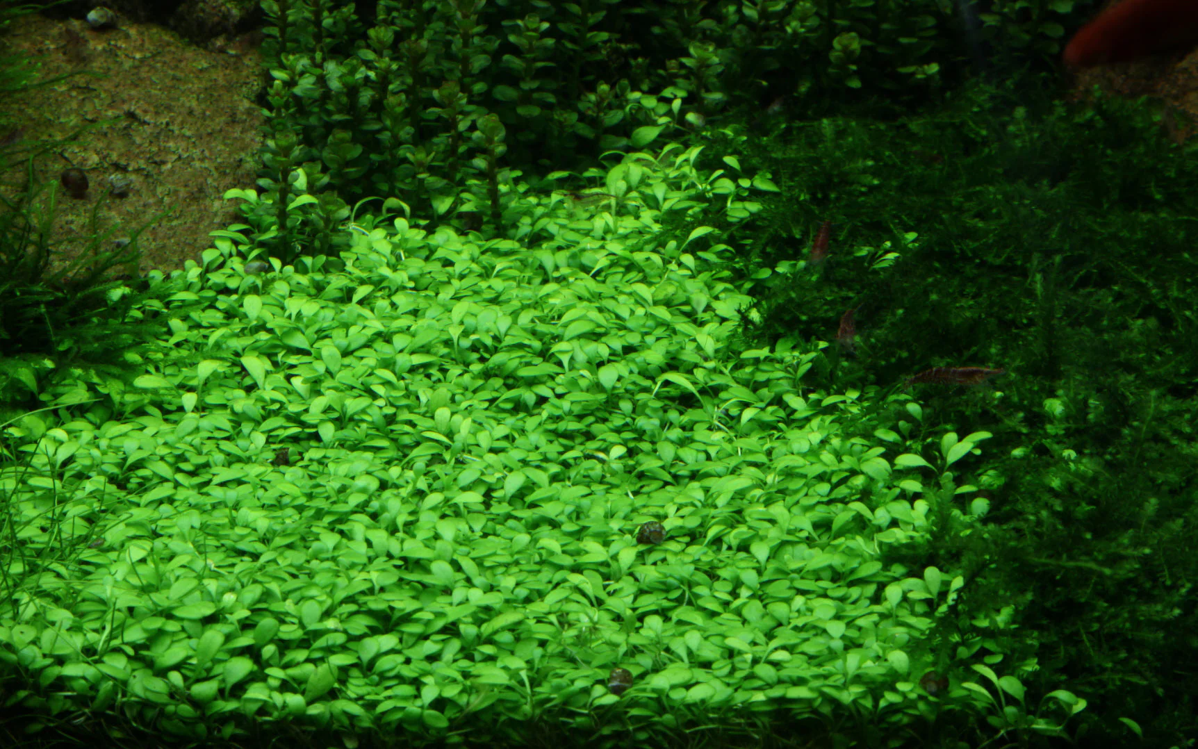 Dennerle Glossostigma elatinoides Plant-It - Image 3