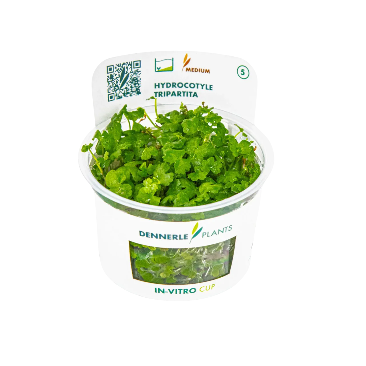 Dennerle Hydrocotyle tripartita Plant-It