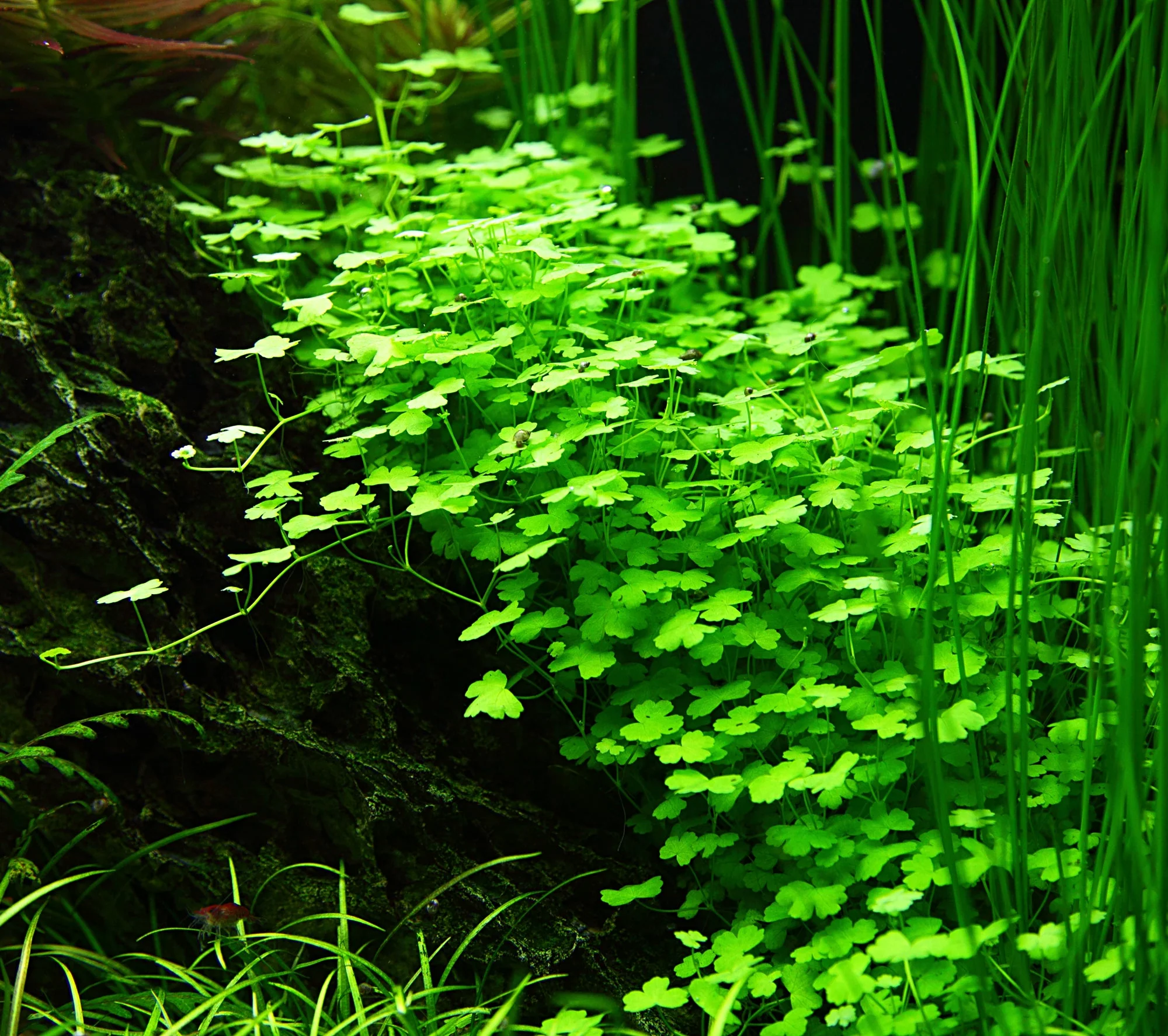 Dennerle Hydrocotyle tripartita Plant-It - Image 2