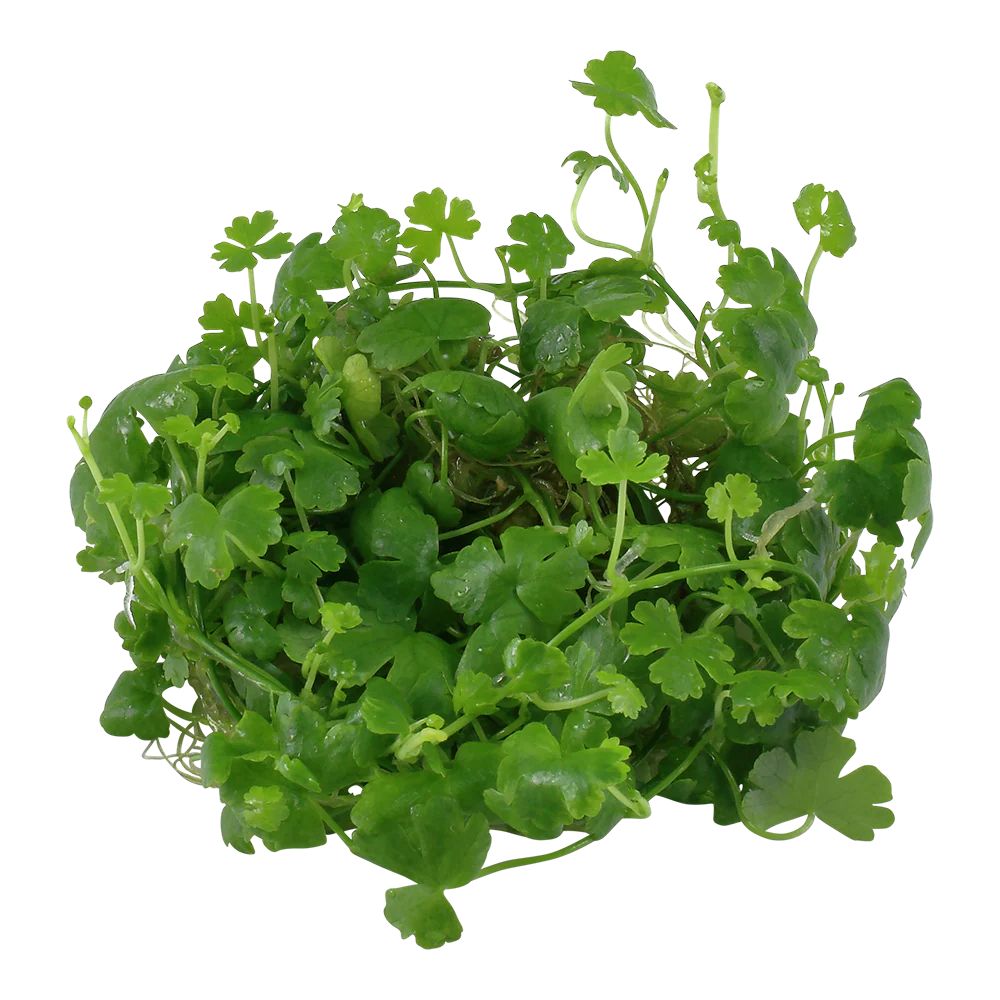 Dennerle Hydrocotyle tripartita Plant-It - Image 3