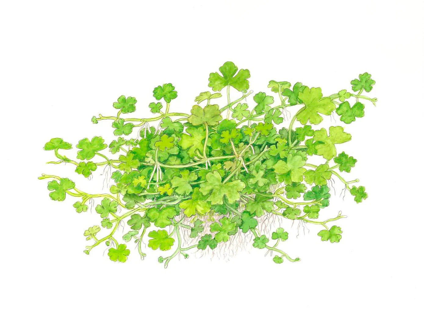 Dennerle Hydrocotyle tripartita Plant-It - Image 4