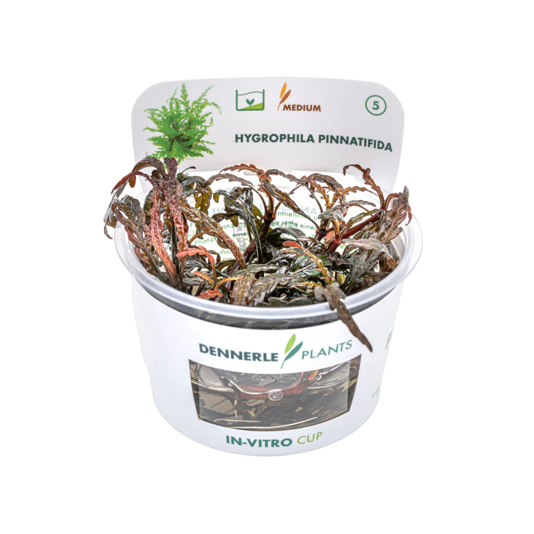 Dennerle Hygrophila pinnatifida Plant-It