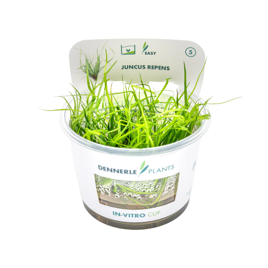 Dennerle Juncus repens Plant-It