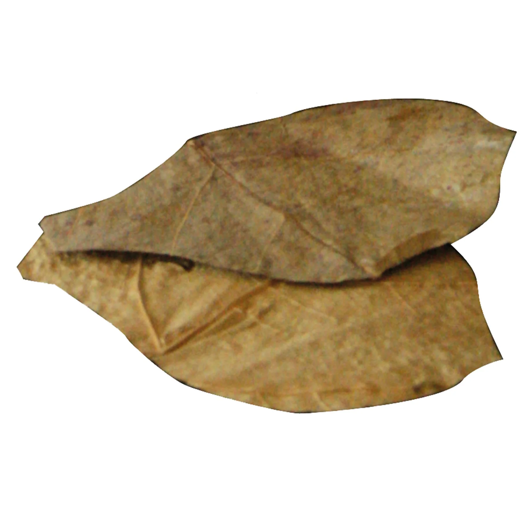 Dennerle Nano Catappa Leaves - Image 2