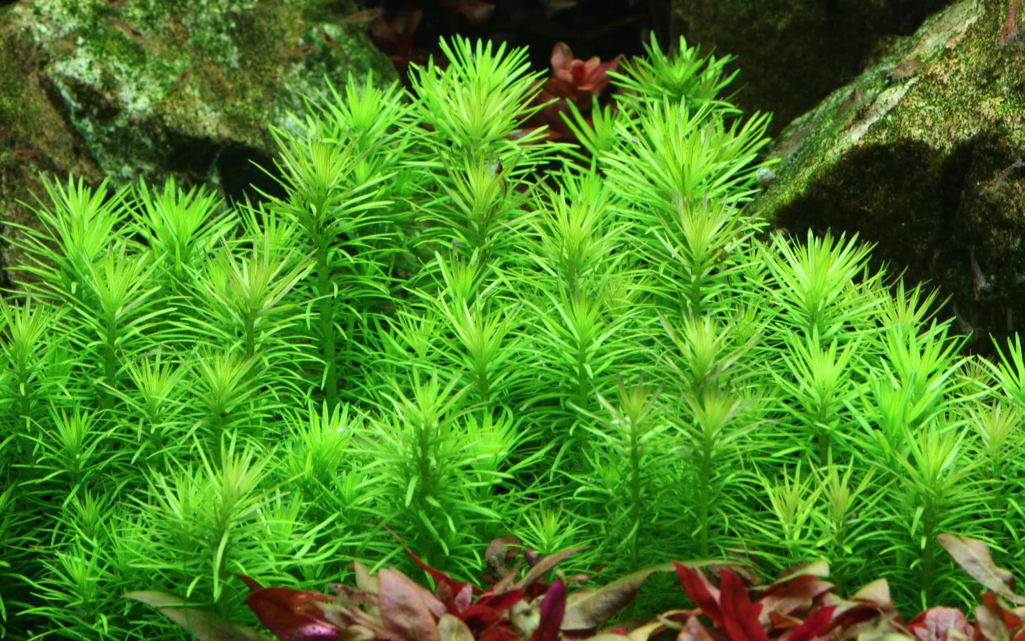 Dennerle Pogostemon deccanensis Plant-It - Image 3