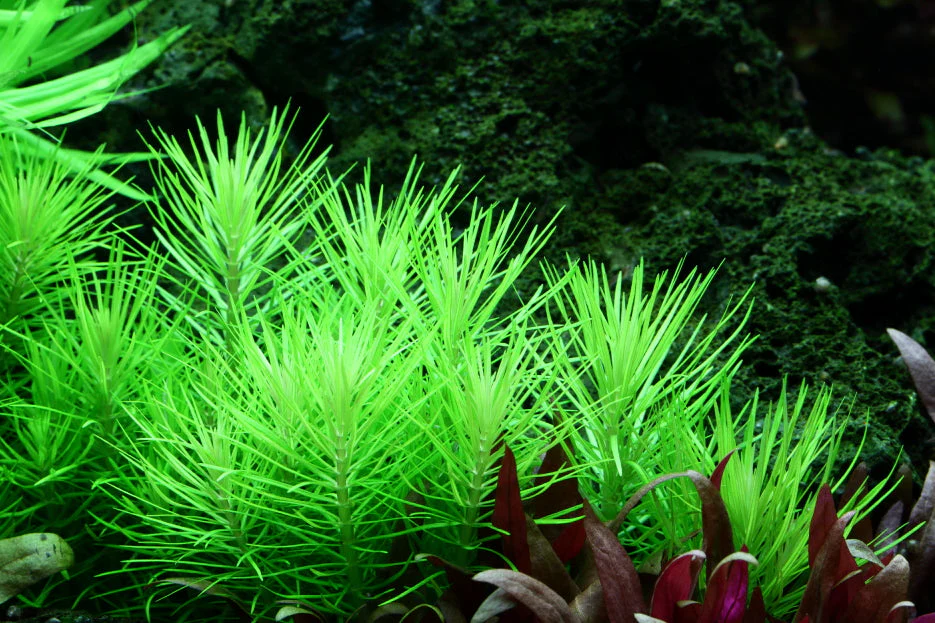 Dennerle Pogostemon deccanensis Plant-It - Image 4