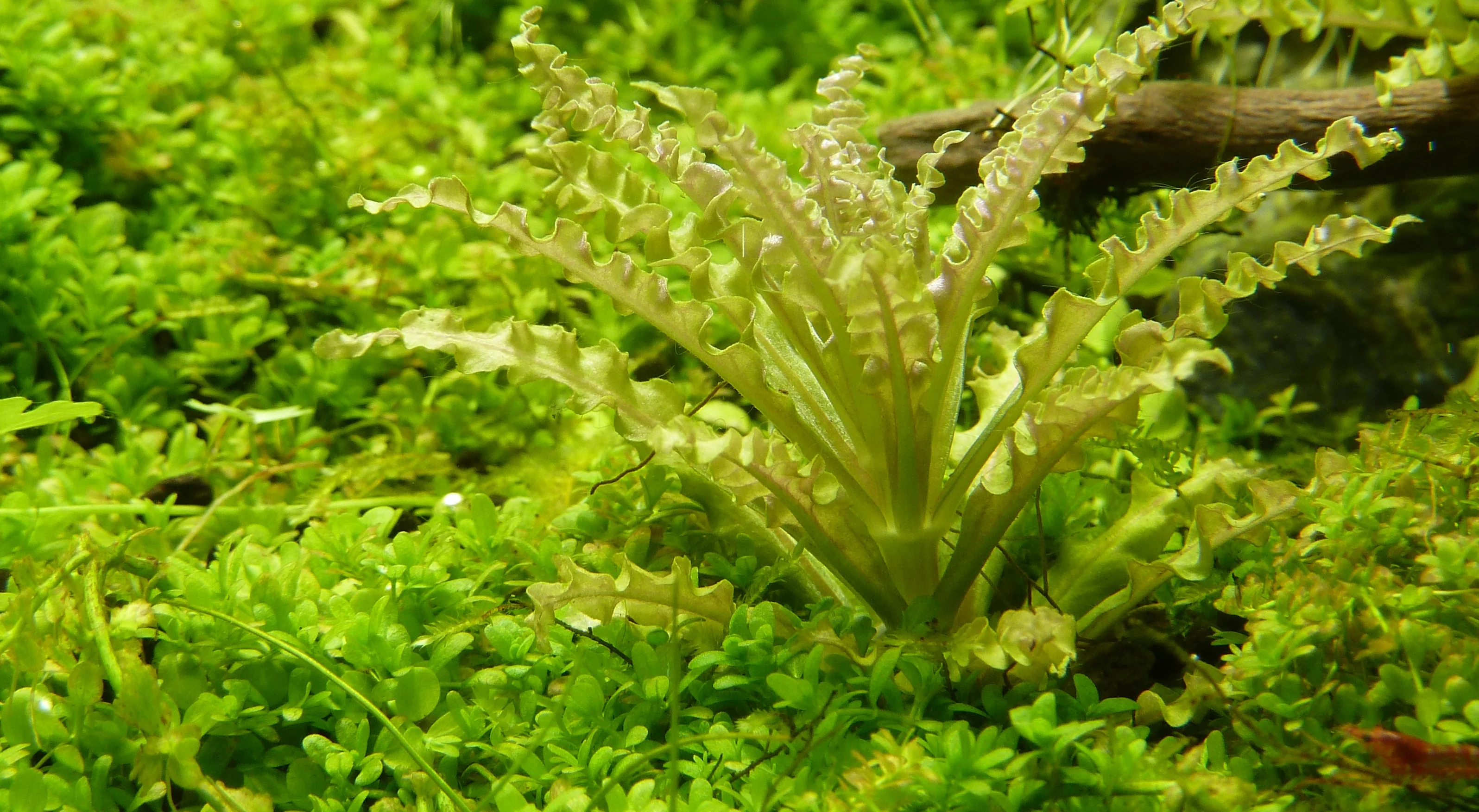 Dennerle Pogostemon helferi Plant-It - Image 2